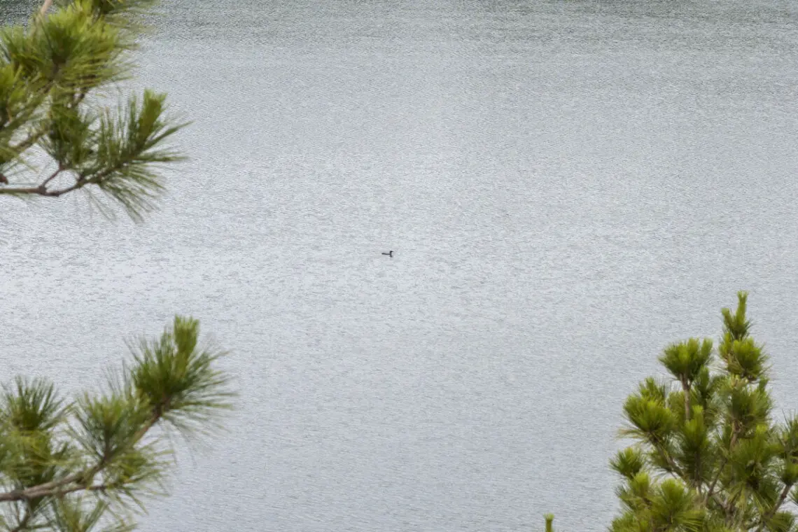 53003 271919 Z6Yb4Ds9ceNOY2FpWERe8h0UNiNPtr0i1o6GtPHlVIE 6685c450d8ea4.jpg