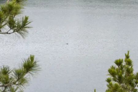 53003 271919 Z6Yb4Ds9ceNOY2FpWERe8h0UNiNPtr0i1o6GtPHlVIE 6685c450d8ea4.jpg